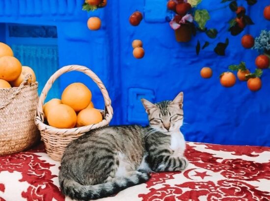 The Most Instagrammable Photo Spots in Chefchaouen • The Blonde Abroad
