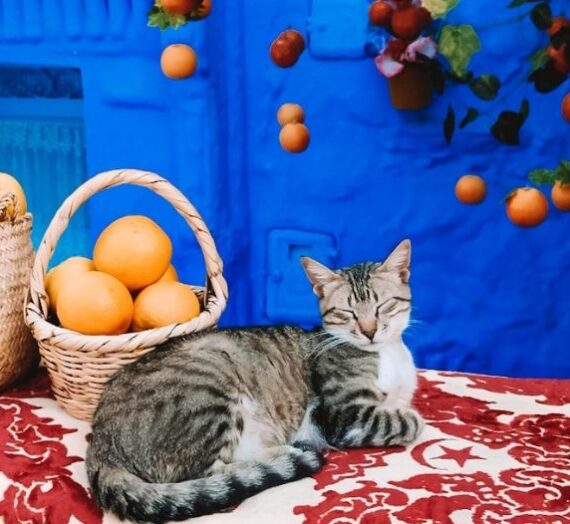 The Most Instagrammable Photo Spots in Chefchaouen • The Blonde Abroad